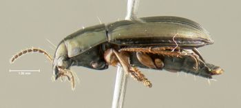 Media type: image;   Entomology 614326 Aspect: habitus lateral view
